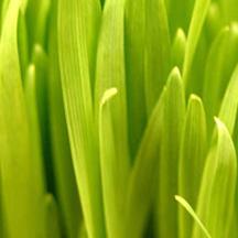 【微软商店】正版的ip攻击器网页版